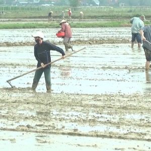 💥🤝Phân bón Mặt Trời Mới đảm bảo cung ứng vụ Hè Thu 2025