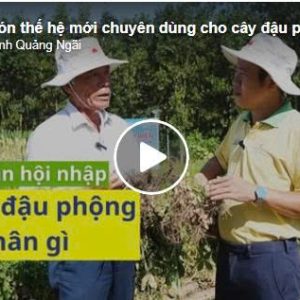 💥Hiệu quả phân bón thế hệ mới chuyên dùng cho cây đậu phụng