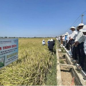 💥 Áp dụng phân bón công nghệ mới, HTX trồng lúa ở Bình Định đạt năng suất hơn 10 tấn/ha