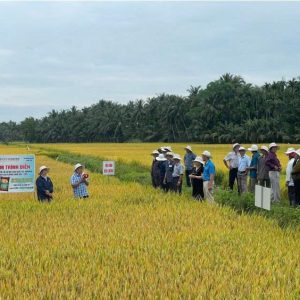 💥Giảm phân bón, nông dân miền Trung trồng lúa vẫn đạt năng suất cao và hiệu quả vượt trội