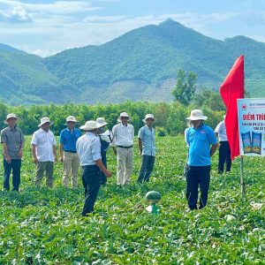 PHÂN BÓN NPK MẶT TRỜI MỚI TRÊN CÂY DƯA HẤU VỤ HÈ 2025 TẠI HTX NÔNG NGHIỆP NHƠN TÂN – AN NHƠN TÂY – GIA LAI