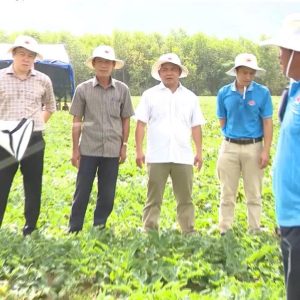 💥 Nâng cao năng suất và chất lượng hoa quả, thúc đẩy thực hiện chủ trương chuyển đổi cơ cấu cây trồng