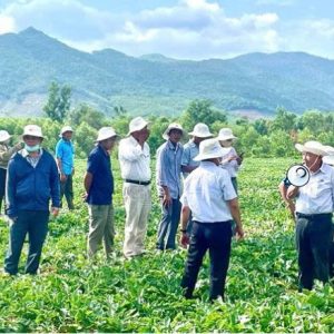 💥 Nông dân Gia Lai bón phân gì mà dưa hấu xanh mướt, quả to, ngọt lịm?