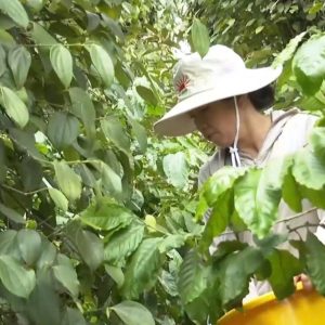 💥Quản lý dinh dưỡng vườn hồ tiêu giai đoạn tăng trưởng