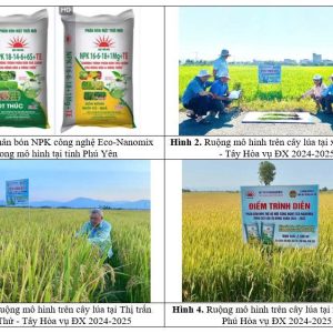 💥 HIỆU QUẢ SỬ DỤNG PHÂN BÓN NPK THẾ HỆ MỚI CÔNG NGHỆ ECO-NANOMIX TRÊN CÂY LÚA LẦN ĐẦU TIÊN TẠI TỈNH PHÚ YÊN (cũ)
