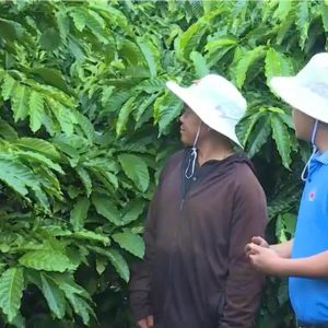 💥🤝Bón phân đúng cách – Bí quyết giúp quả cà phê no tròn, chắc nhân