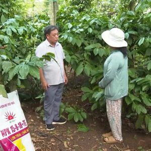 🤝💥Giải pháp tối ưu cho cà phê chắc hạt mùa mưa