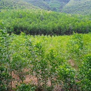 🌳 Phân bón Mặt Trời Mới – Giải pháp dinh dưỡng cho rừng trồng phát triển bền vững! 🌿