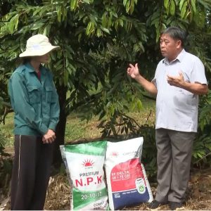 🌱 Dinh dưỡng cho cây sầu riêng giai đoạn cơi đọt – nền tảng cho vườn cây khỏe mạnh và năng suất bền vững