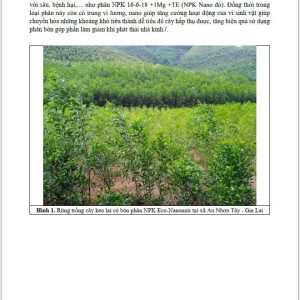 💥 NÔNG DÂN ĐÔNG GIA LAI NÂNG CAO HIỆU QUẢ TỪ VIỆC BÓN PHÂN NPK THẾ HỆ MỚI CHO RỪNG TRỒNG CÂY KEO LAI